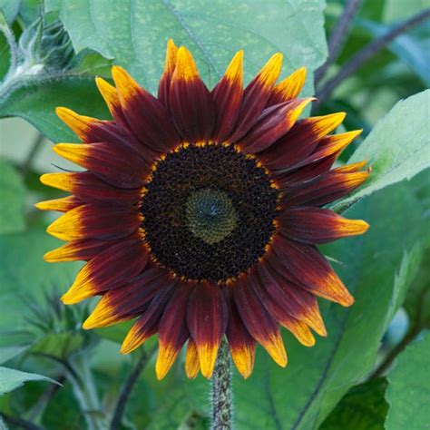 13 Unexpected Sunflower Colors Colorful Sunflower Pictures Hgtv