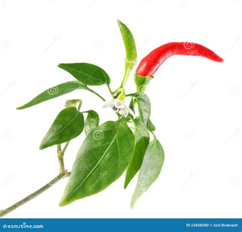 Twig With Red Green Chili Pepper Flower And Leaves Stock Photo Image