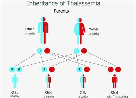 Thalassemia is a heterogeneous group of disorders caused by inherited mutations that decrease the synthesis of either alpha or beta globin chains, leading to anaemia, tissue hypoxia and red cell hemolysis related to the imbalance in globin chain synthesis. Home (Legacy) - Beta-Thalassemia DNA