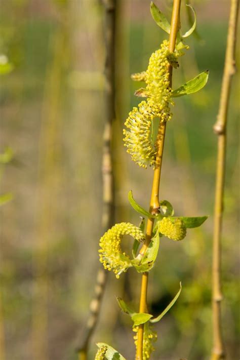 Salix alba, the white willow, is a species of willow native to europe and western and central asia. Buy Golden Weeping Willow Tree online from UK supplier of ...