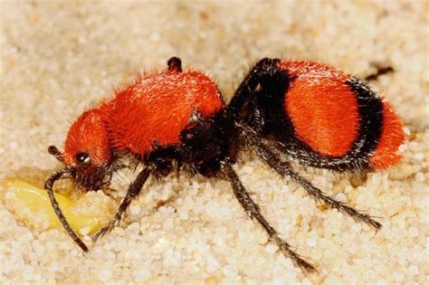Red Velvet Ant Facts Sting Size Habitat Lifespan Pictures