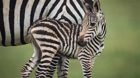 Baby Zebra Tragically Dies At Disneys Animal Kingdom