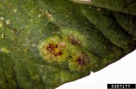 Dry Bean Rust Uromyces Appendiculatus