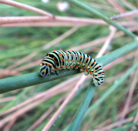 Colorful caterpillar - 1 by johntgr on DeviantArt