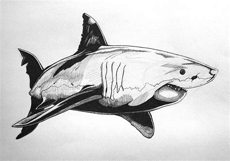 Draw a sand tiger shark step by step. Hand drawing a great white shark tutorial - David 'Ed' Edwards