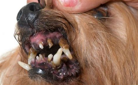 How Do I Know If My Dogs Teeth Are Rotting