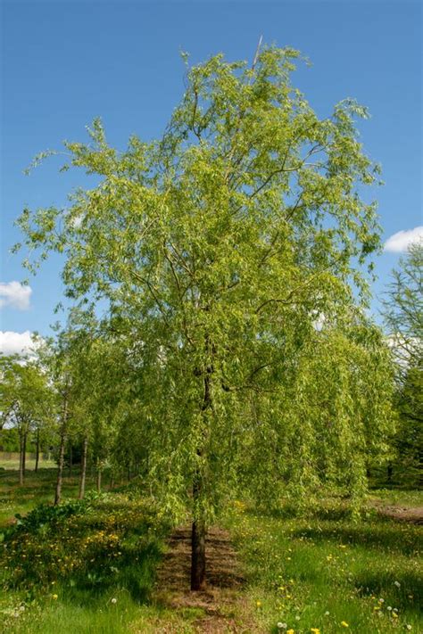 Buy Golden Weeping Willow Tree Online From Uk Supplier Of