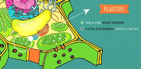 The animal cells are usually round in shape, and they have an irregular shape, which means they can transform their shape. plant eukaryotes have PLASTIDS and mitochondria which ...