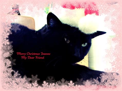 Free Download 38 Black Cat Christmas Wallpaper On 1024x768 For Your