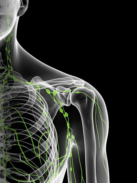 Shoulder Lymph Nodes Photograph By Sciepro Fine Art America