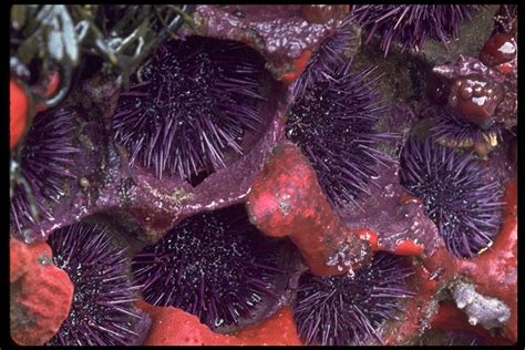 Strongylocentrotus Purpuratus Purple Sea Urchin