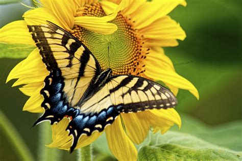 It's tough enough to withstand drought, but it also tolerates even the coldest winters. Flowers That Attract Butterflies and Hummingbirds | eHow