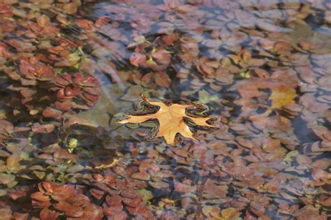 Gold Leaf Floating In Stream Free Stock Photo Public Domain Pictures