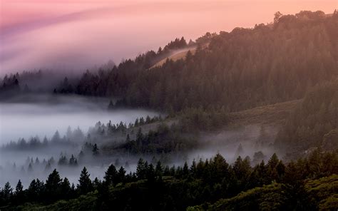 Download Mist Fog Sunrise Trees Forest Nature