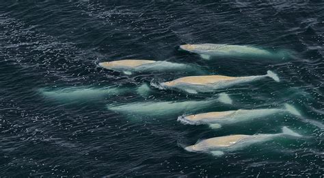 Is It Necessary To Save Beluga Whales Captured By Ice In Penkigngei Bay