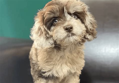How Much Does A Cockapoo Puppy Cost