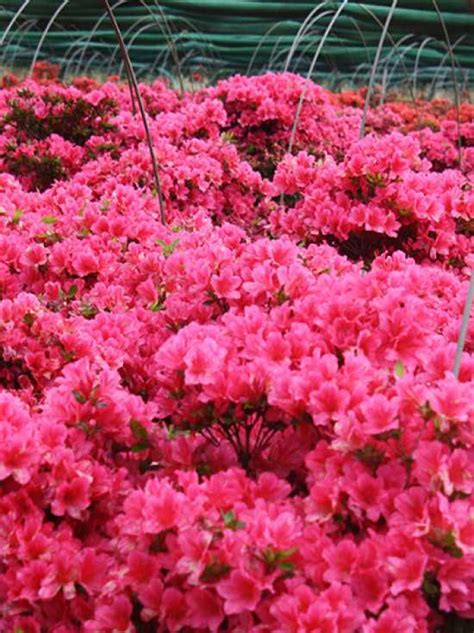 Da kommt freude auf, wenn man die schönen blüten der #azaleen sieht. Japanische Azaleen / Rhododendron günstig kaufen