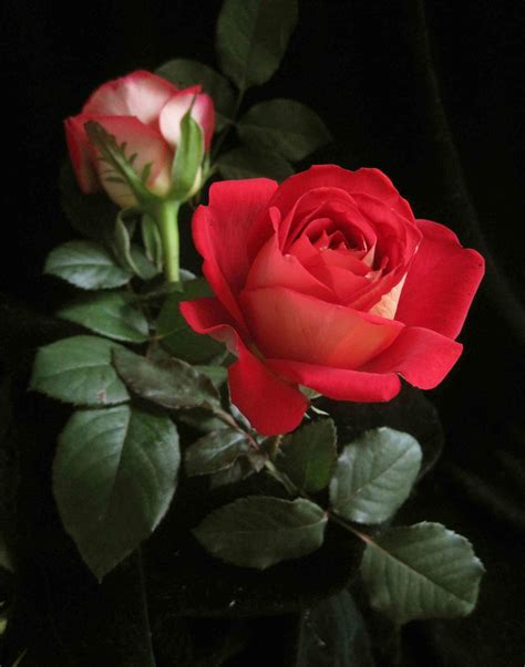 Beautiful Single Red Rose Image Download