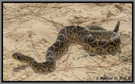 Florida Venomous Snakes Florida Backyard Snakes