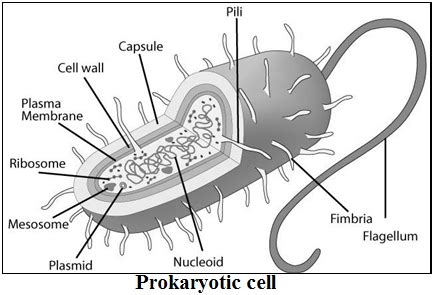 There are four main components of prokaryotic cells CBSE Class 9 Science Notes chapter 5 (Part-I)