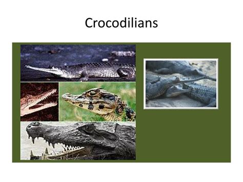 Ppt Alligators Crocodiles And Hippos Powerpoint Presentation Free