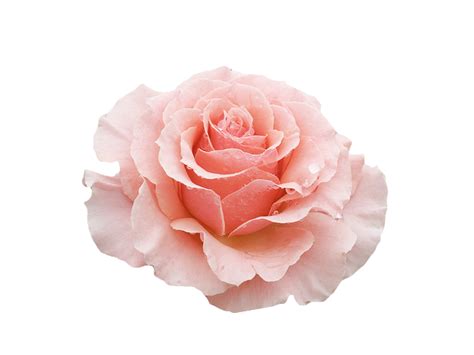 transparent-flowers:Pink Tea Rose png image