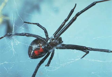 A single bite is capable of delivering a lethal dose of venom to companion animals. Black Widow Spider | Animal Wildlife