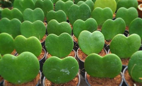 Heart Shaped Plants For Your Valentine