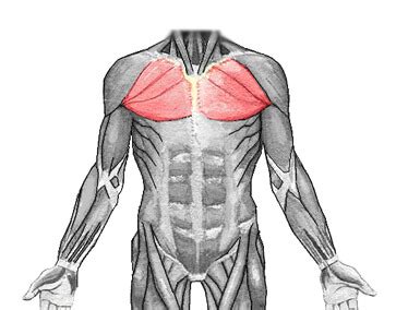 It makes up the bulk of the chest muscles and lies under the breast. The Best Way to Train All 6 Major Muscle Groups - Lose Weight Naturally