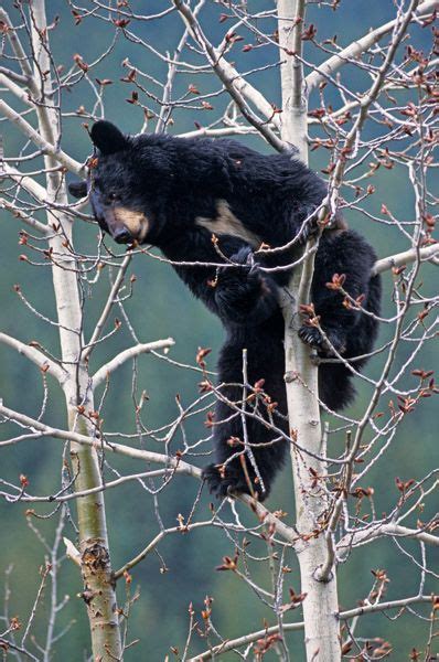 A Black Bear Climbing Up The Side Of A Tree In A Forest With No Leaves