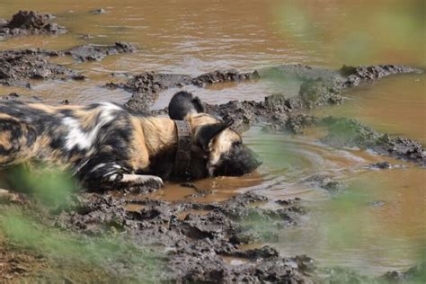 How You Can Help African Wild Dogs