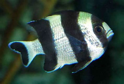 13 “finding Nemo” Fish Species In Real Life With Pictures
