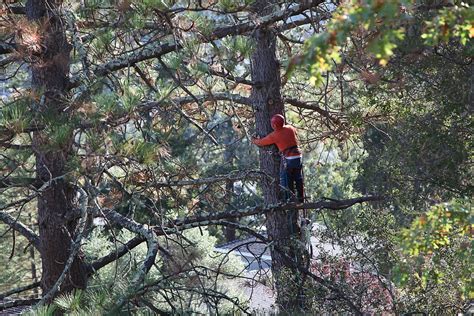 Tree Trimmer High Up In A Tree Cutting Branches By Stocksy Contributor Carolyn Lagattuta