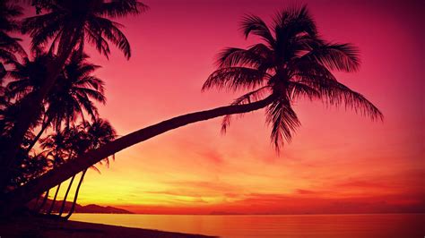 Beach Palm Tree Sunset Wallpaper