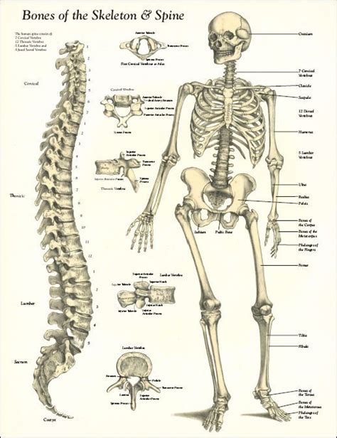 Humans are covered in skin, birds are covered in feathers, and bats are covered in hair. spine diagrams vintage | Bones of the Skeleton and Spine Poster - Laminated 17" X 22" | Hearts ...