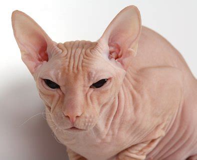 In 1970 the cat fanciers association granted the balinese the championship status. Hairless Cat Breeds