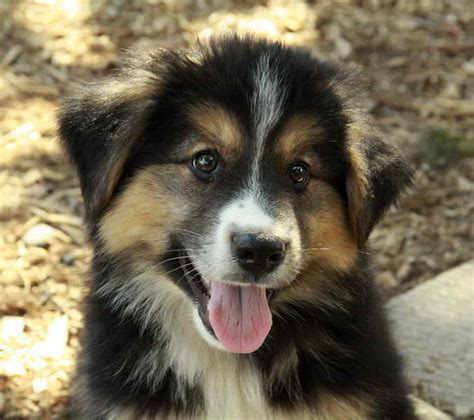 German Shepherd Mix With Border Collie For Sale Image