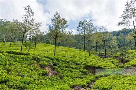 Delightful Tea Estate Tours In Sri Lanka Green Holiday