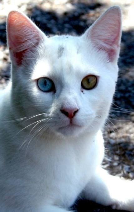 Eye Heterochromia Animals 31 Ideas Gorgeous Cats Cats Cute Cats