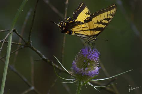 Swallowtail Moth Swallowtail Plants