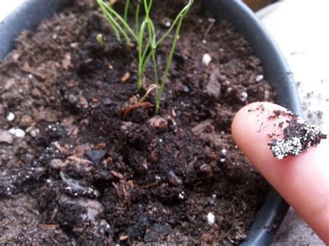 How To Get Rid Of Tiny White Bugs In Houseplant Soil Psoriasisguru Com