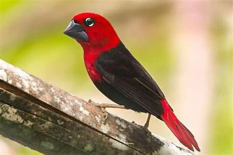 19 Black Birds With Red Heads Pictures And Id