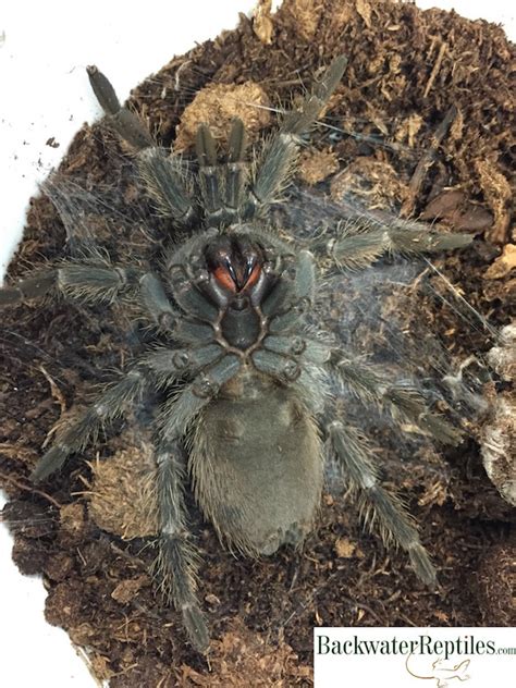 Many species will lower themselves on a silk line during the molting process, so they're out of reach of predators while the cuticle material hardens. How Do Tarantulas Molt?