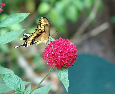 There is a range of cassia trees, and the bonus is that they attract three types of florida butterflies. Sharon's Top Ten Butterflies of Central Florida | Florida ...