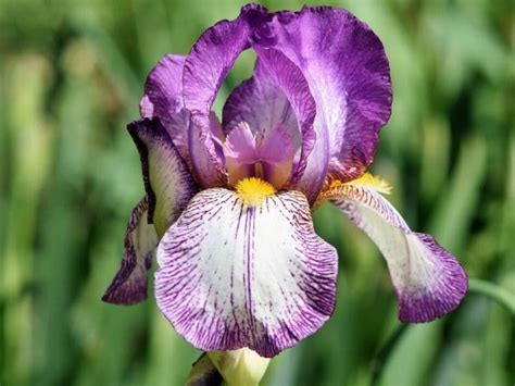 Iris Flower And Plant Types Pictures How To Grow And Care Florgeous