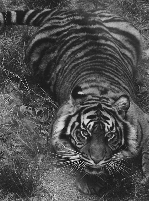 Tiger Animals Photo 35964232 Fanpop