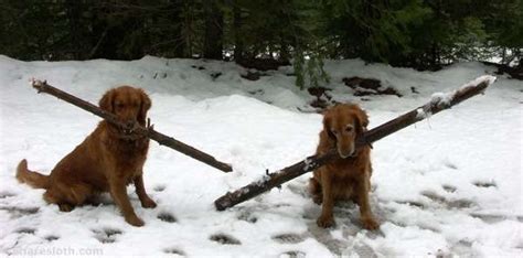 Dogs With Big Sticks Dogs Dog Pictures Cute Dogs