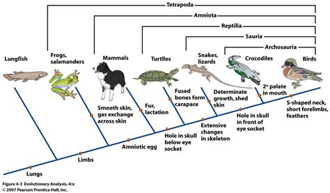 Cladograms And Dichotomous Key Taxonomy