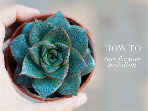 How To Care For Your Succulents Collective Gen Succulents