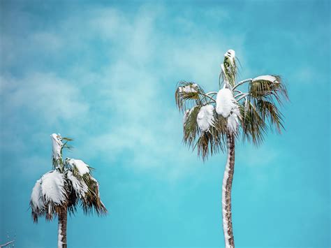 Snowy Palm Trees Photograph By Katie Dobies Fine Art America